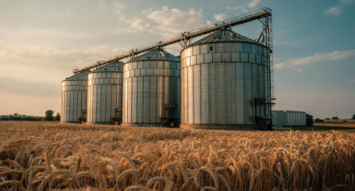 Cómo hacer más eficiente, sostenible y rentable el cultivo del cereal
