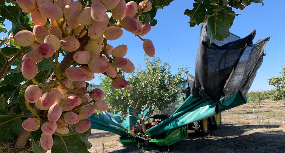 Grupo Pistacyl anticipa la recolección de pistacho con una previsión de crecimiento del 20%