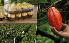 Ferrero sitúa el programa Ferrero Farming Values en el eje de su estrategia
