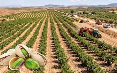Pistachos, el agitado ritmo de un cultivo de moda