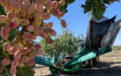Grupo Pistacyl anticipa la recolección de pistacho con una previsión de crecimiento del 20%