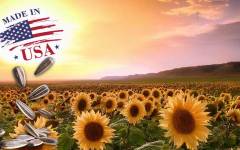 Las pipas de EEUU para el mercado español aumentan su tamaño en la última cosecha