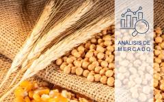 Tensión en los mercados de maíz y trigo por la sequía europea