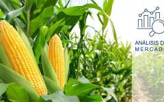 Los precios del maíz suben en marzo por la crisis en el Golfo