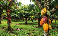 El cacao reduce a la mitad su precio a inicios de enero respecto al año anterior