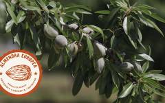 El caso de éxito de la almendra europea: calidad y sostenibilidad del producto embajador de la Península Ibérica