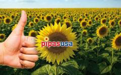Calidad, consistencia y trazabilidad, la clave del éxito de las pipas de girasol estadounidenses
