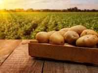 La menor cosecha europea tensiona el mercado de patata para transformación