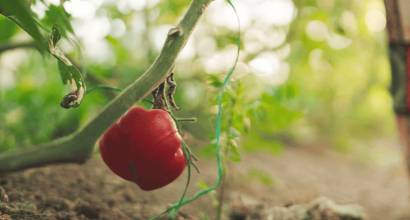 PepsiCo lanza el programa Future Harvest para capacitar a jóvenes agricultores
