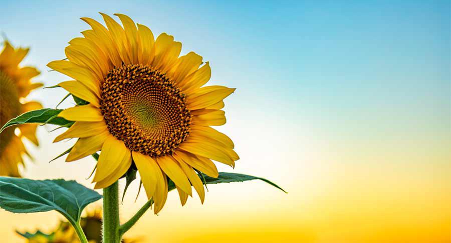 Pipas USA, más de 40 años al servicio del sector de las pipas de girasol