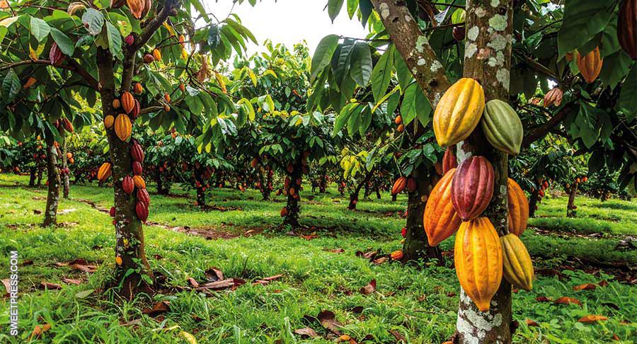 El cacao reduce a la mitad su precio a inicios de enero respecto al año anterior