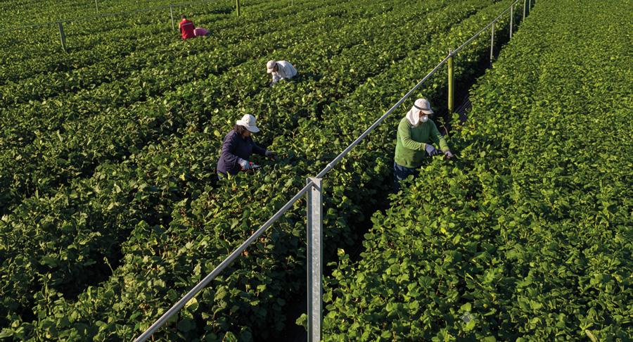 Ferrero sitúa el programa Ferrero Farming Values en el eje de su estrategia